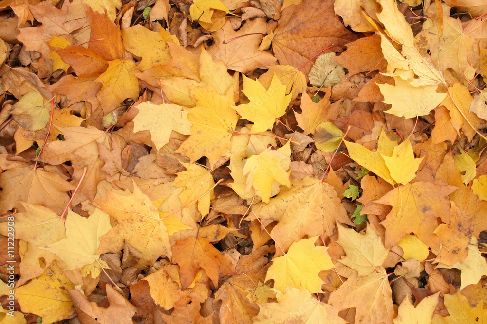 autumn background autumn background
