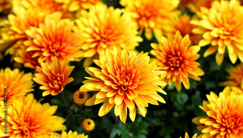 Chrysanthemum