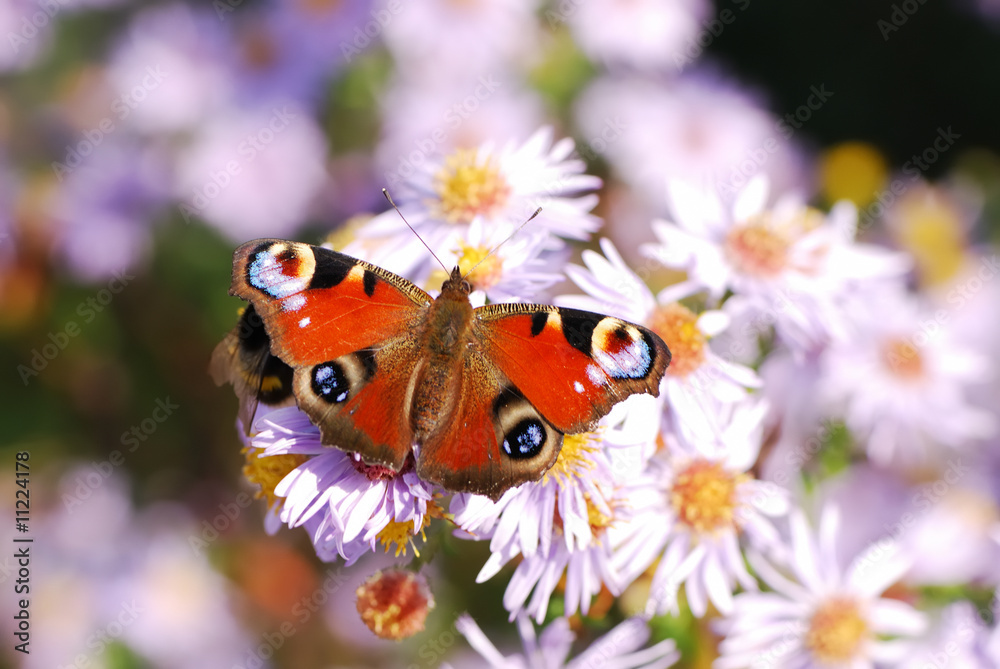 Peacock butterfly