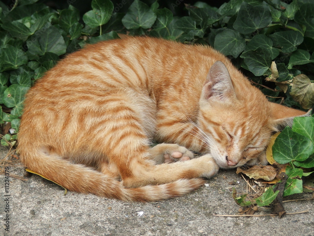 Sleeping kitten