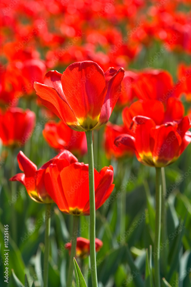 close up of four red tulips with a field of tulips at the back close up of four red tulips with a field of tulips at the back