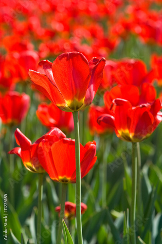 close up of four red tulips with a field of tulips at the back