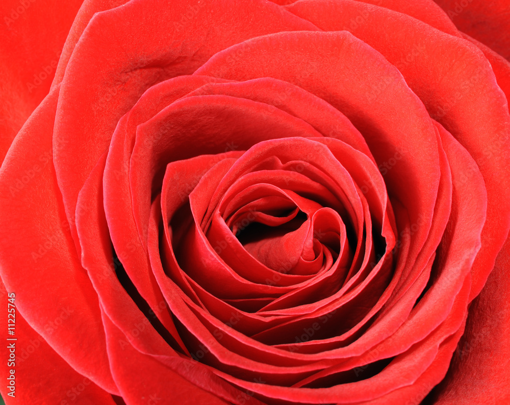 red rose closeup red rose closeup