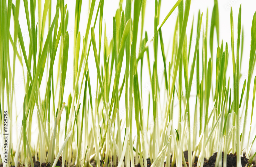 Obraz premium green grass