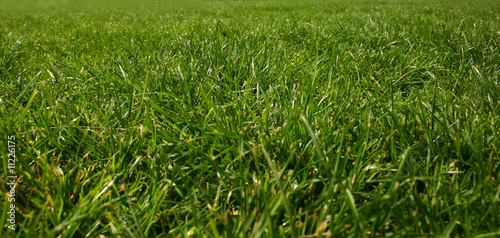 Lush green grass. Suitable for background use