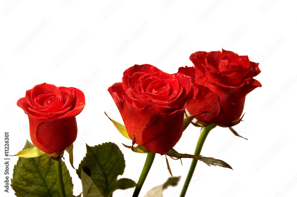 Fototapeta premium red roses macro shot