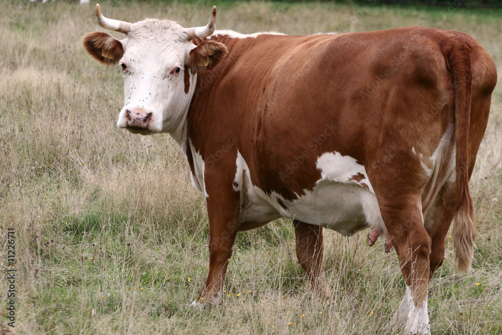 Danish cows