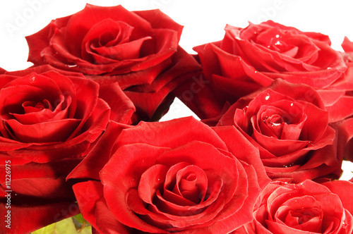 red roses macro shot