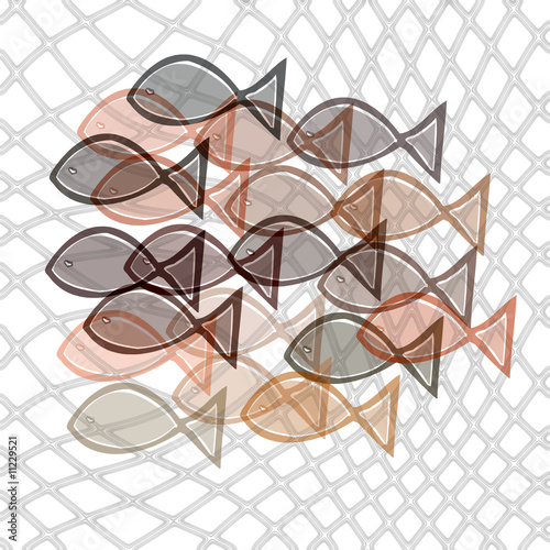 fishes catched in net
