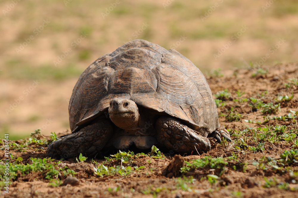Obraz premium leopard tortoise