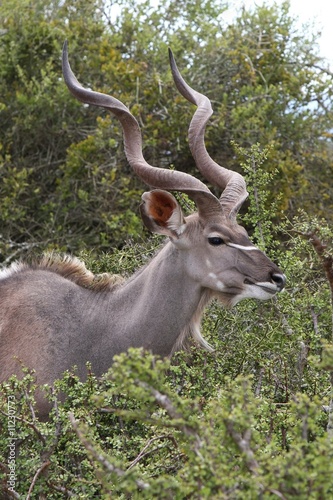 Kudu Antelope Male