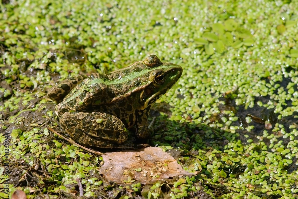 Fototapeta premium frog