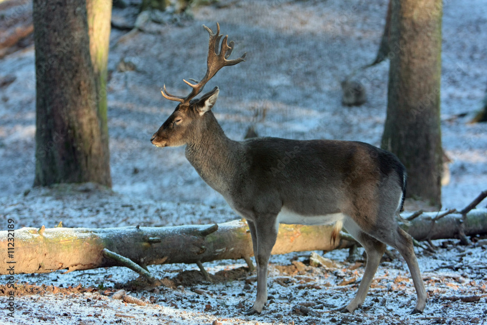 Fototapeta premium Hirsch