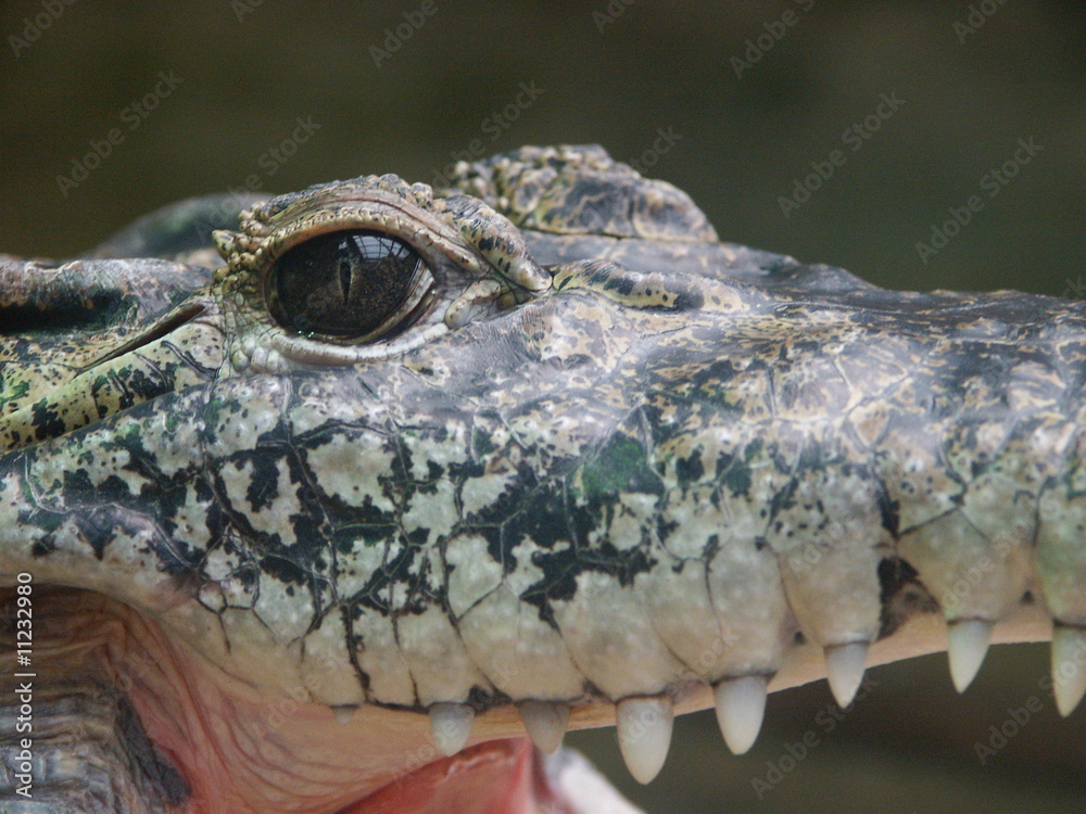 Obraz premium Krokodil