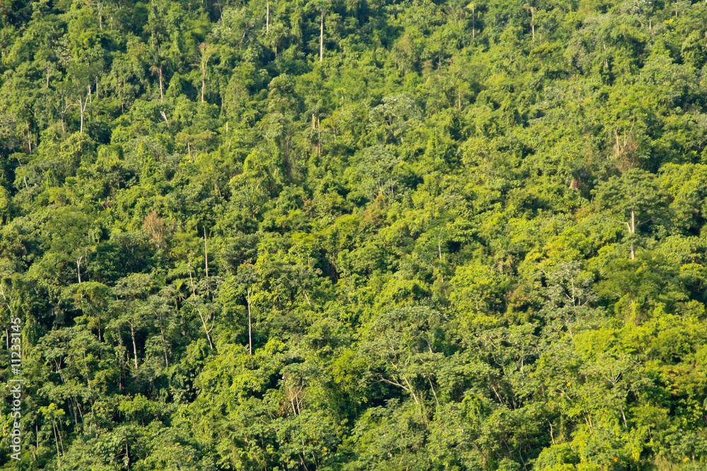 Regenwald in Peru, Südamerika
