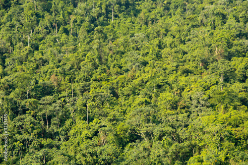 Regenwald in Peru, Südamerika