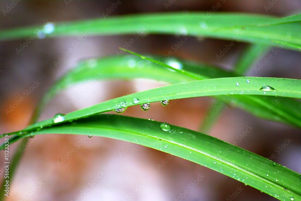 gras gras