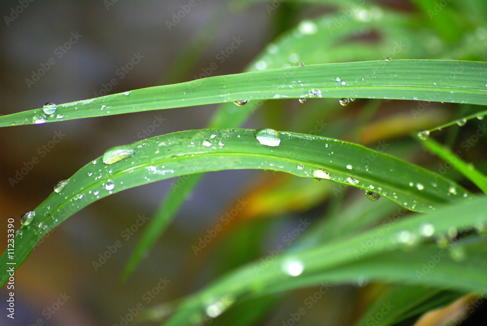 gras gras