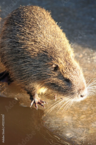 nutria