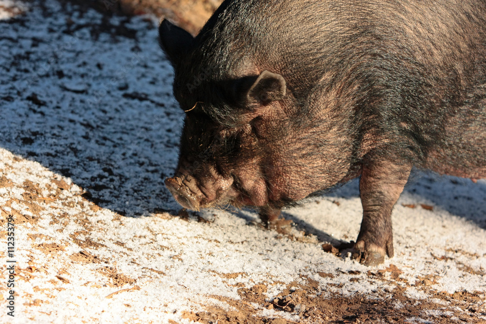 Fototapeta premium Schwein