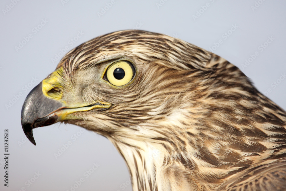 Northern Goshawk (Accipiter gentilis) Northern Goshawk (Accipiter gentilis)