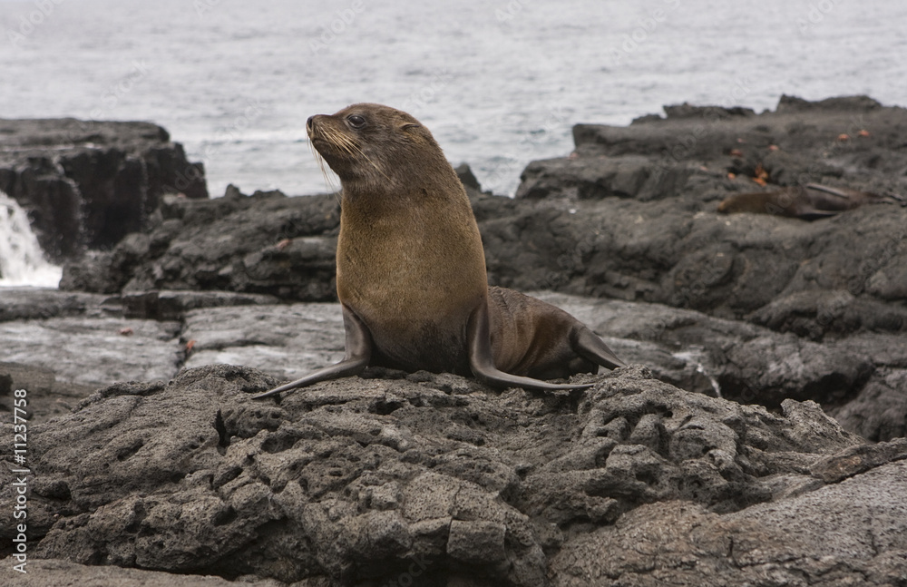 Fototapeta premium Fur Sea lion on the Galapagos Islands