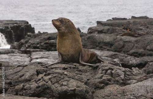 Fur Sea lion on the Galapagos Islands