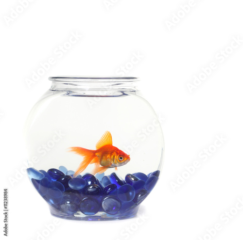 Lone Goldfish in a Fishbowl