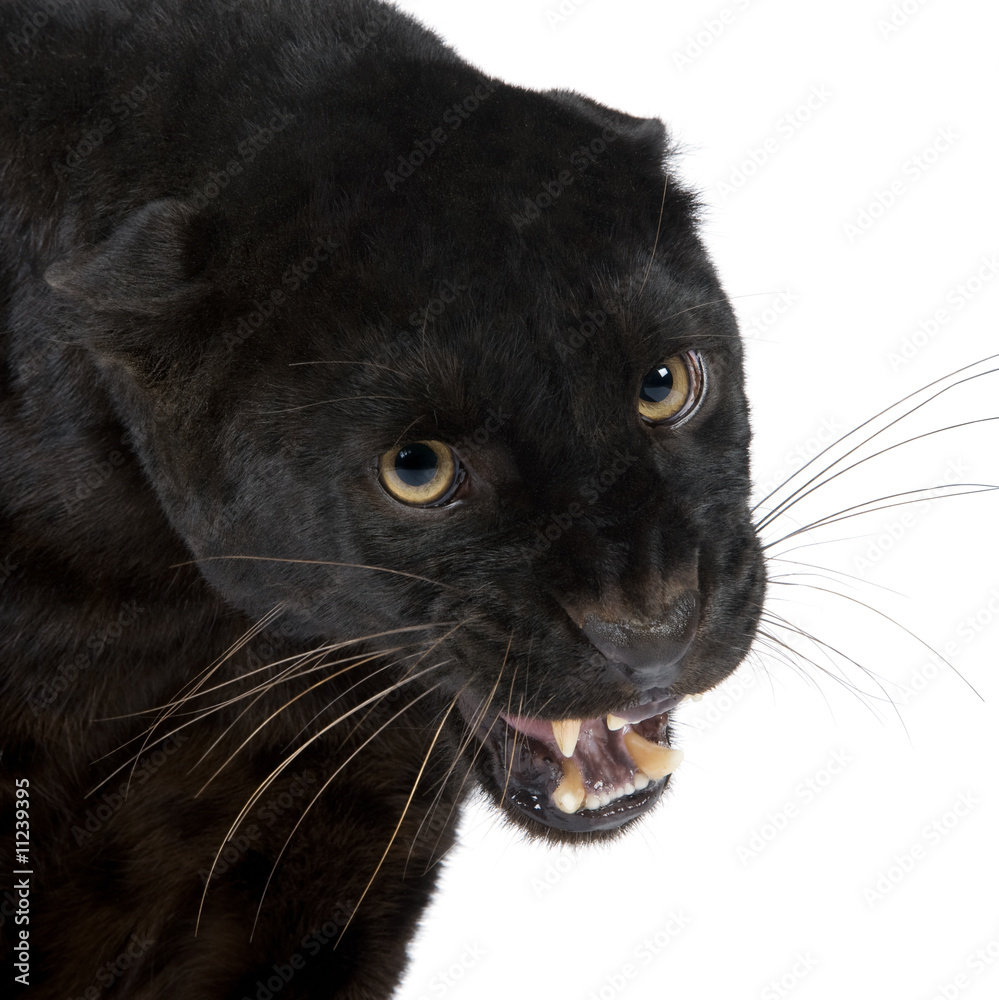 Naklejka premium Black Leopard (6 years)