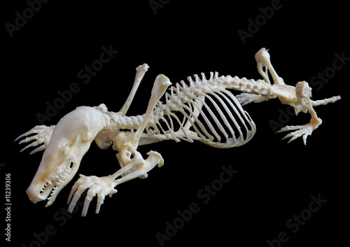 Isolated common mole   Talpa  skeleton on black background