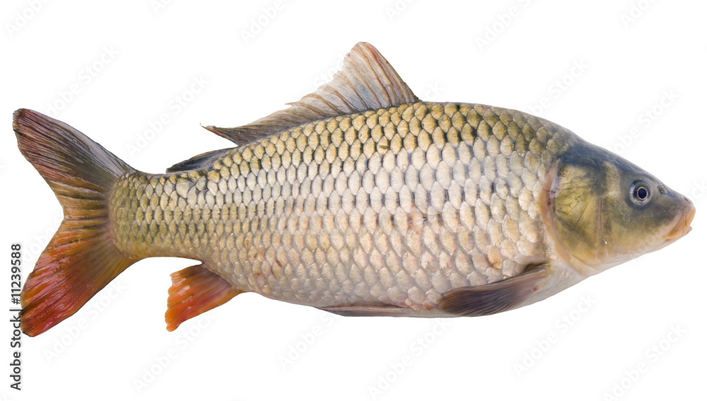 carp close up isolated on white background carp close up isolated on white background