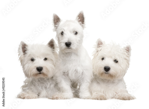 Bild auf Leinwand West Highland White Terrier