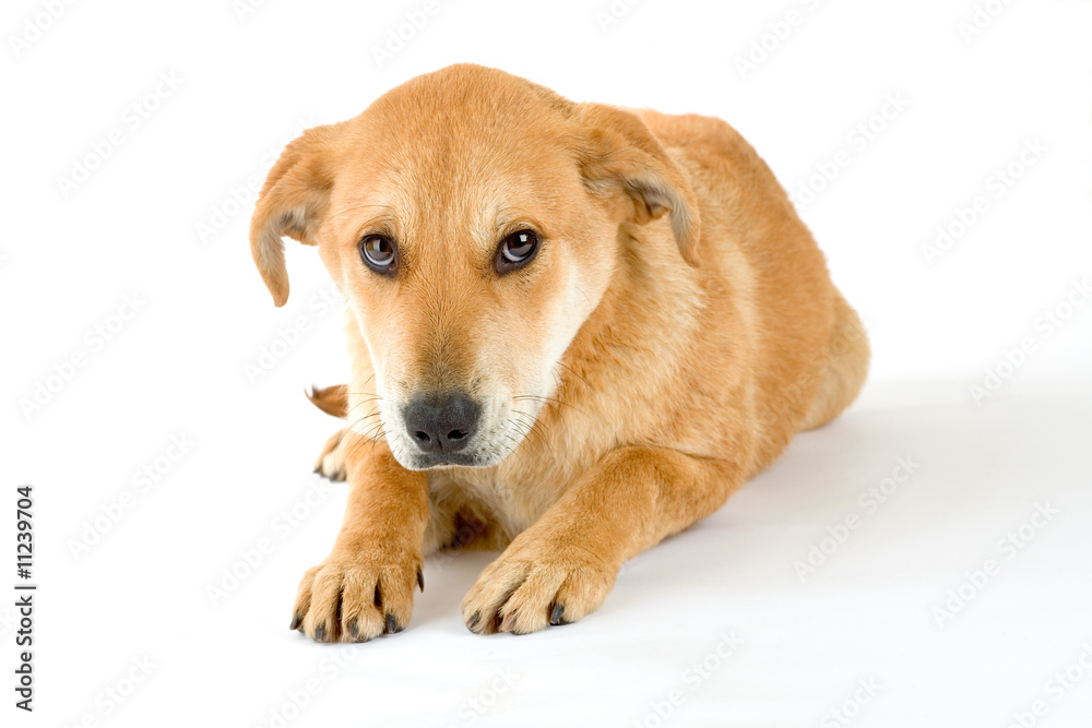 brown puppy, isolated