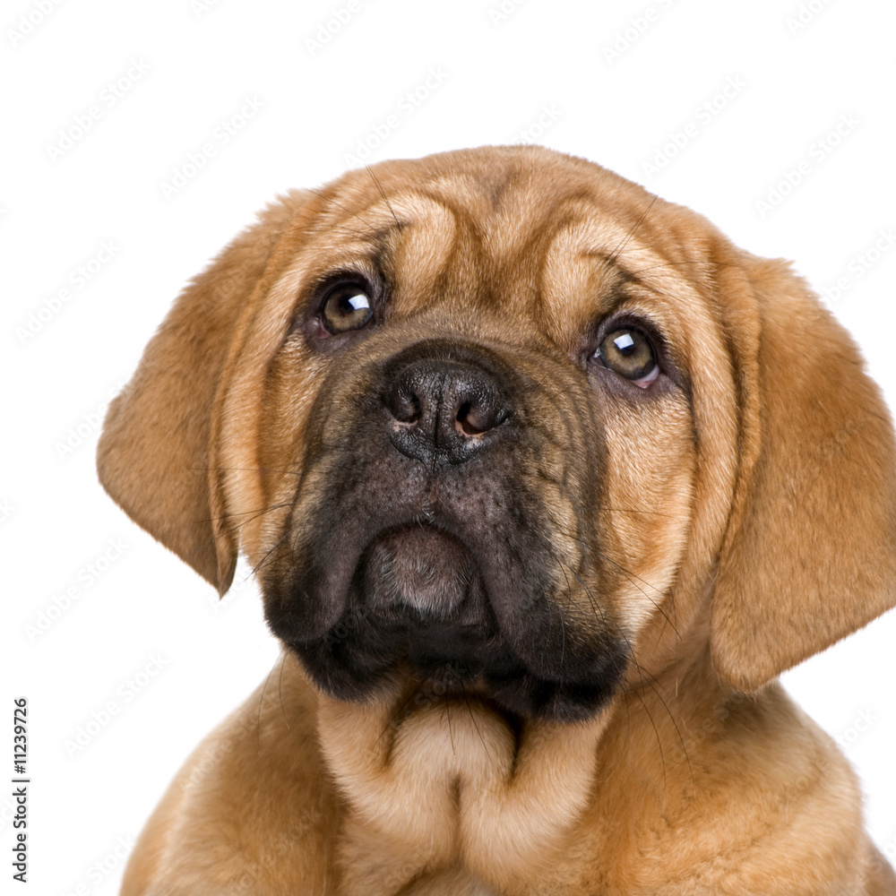 Fototapeta premium Dogue de Bordeaux puppy (2 months)