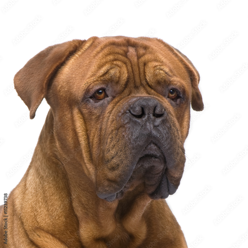 Dogue de Bordeaux (2 years)