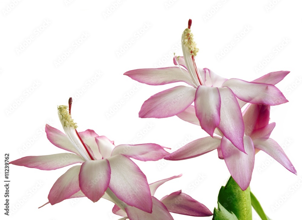 Obraz premium pink blooming succulent plant
