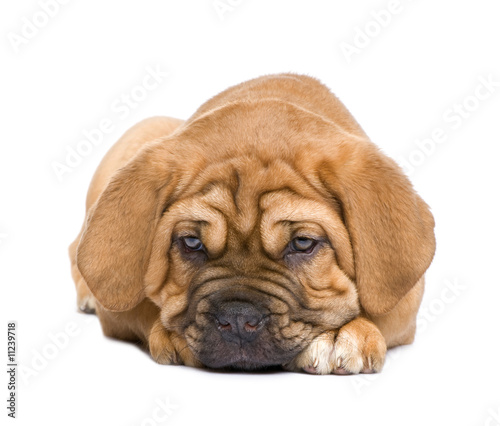 Dogue de Bordeaux puppy  2 months 