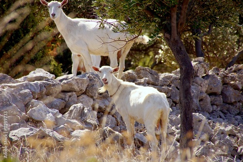 Goats at a wall of stones