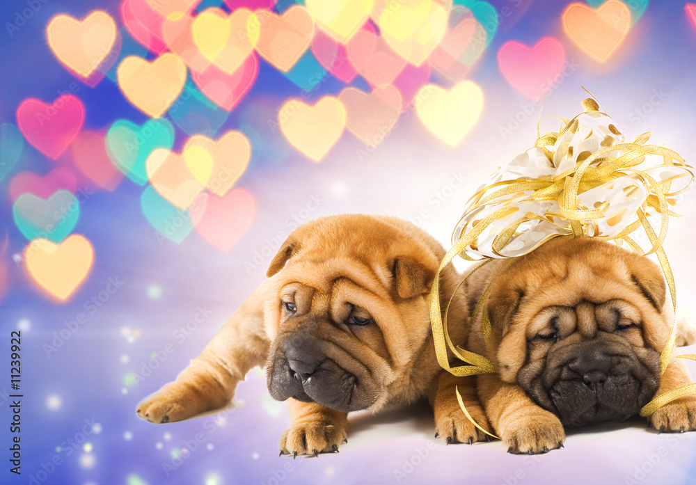 Two shar-pei puppies in love