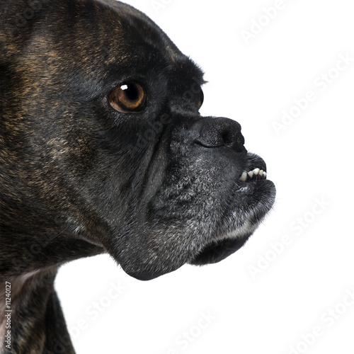 close-up on a Boxer's head (9 years) photo