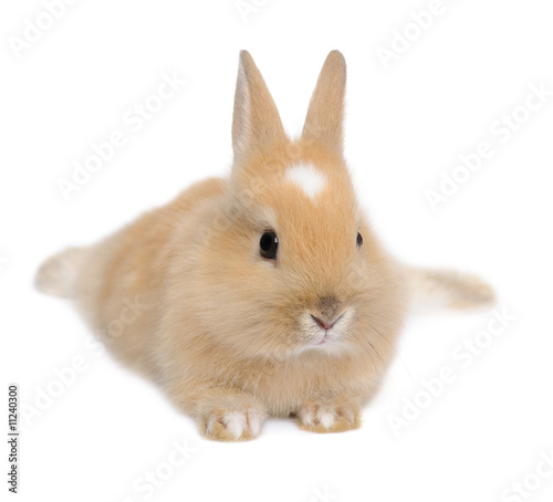young Rabbit