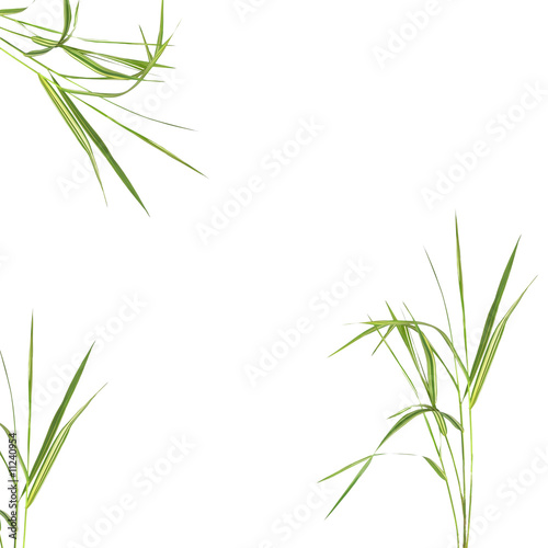 Bamboo Leaf Grass