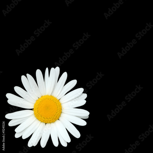Daisy Flower Beauty