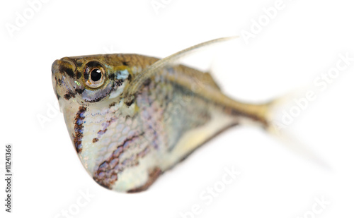 Common hatchetfish - Gasteropelecus sternicla