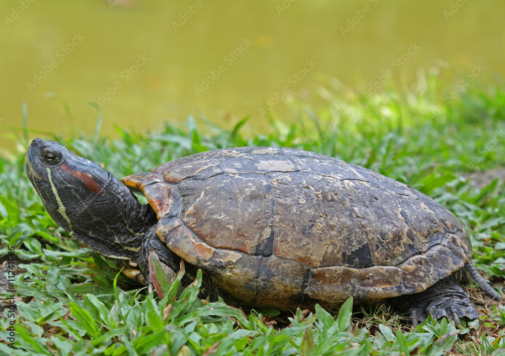 Rotwangen-Schmuckschildkröte (Trachemys scripta elegans) Rotwangen-Schmuckschildkröte (Trachemys scripta elegans)