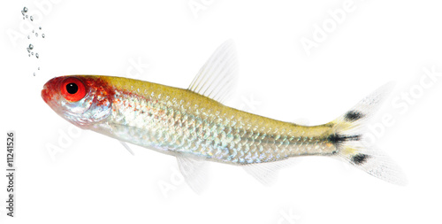 Hemigrammus bleheri fish