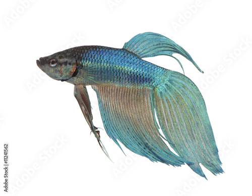 blue Siamese fighting fish - Betta Splendens