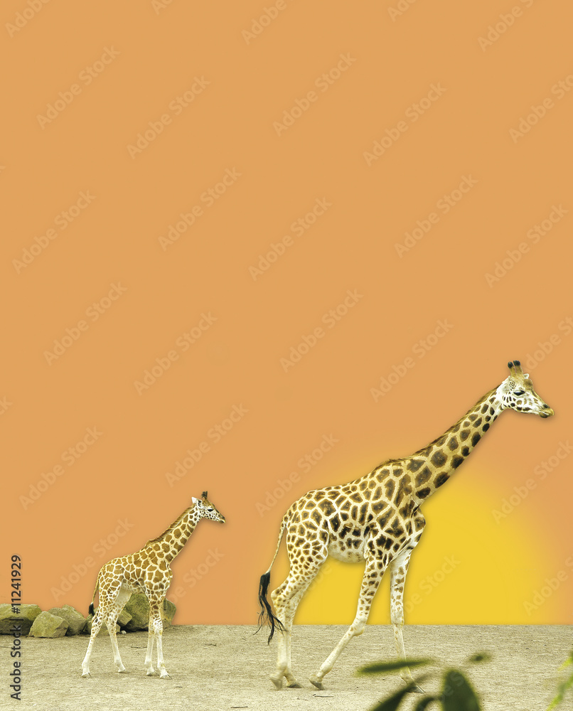 Fototapeta premium giraffe