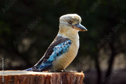 Australian Kookaburra