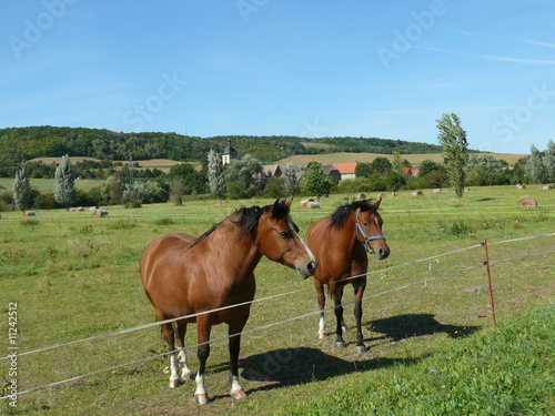 Pferdekoppel bei Freyburg